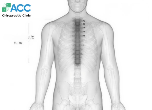 chiropractic care for middle back pain