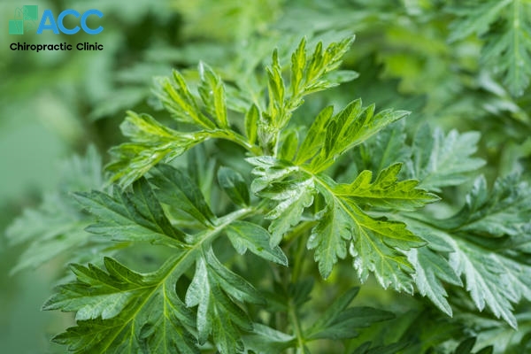 thuốc chữa thoái hóa cột sống