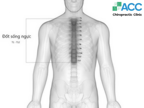 bị đau lưng giữa do đâu
