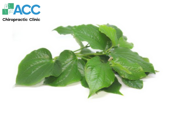 cách chữa đau khớp gối bằng lá lốt