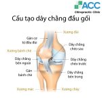 cấu tạo đay chằng gối