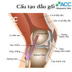 cấu tạo khớp gối