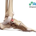 giải phẫu khớp cổ chân