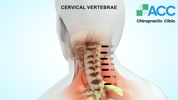 đốt sống cổ