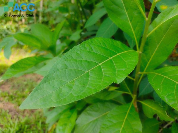 bài thuốc dân gian chữa thoái hóa đốt sống lưng