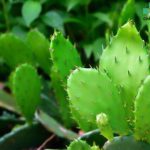 dân gian chữa thoái hóa đốt sống lưng