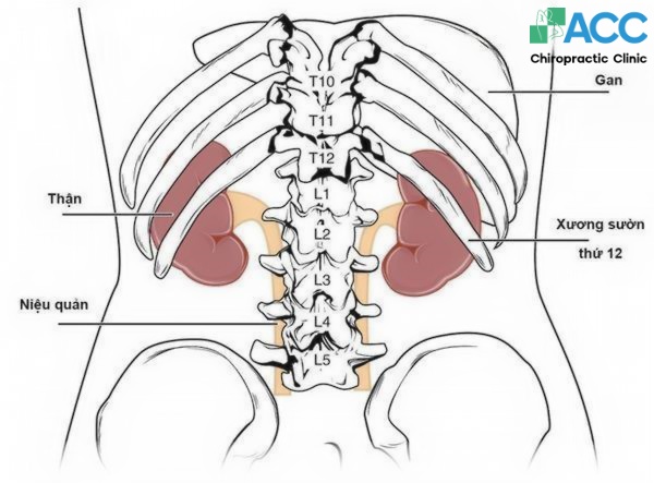dấu hiệu đau lưng do thận
