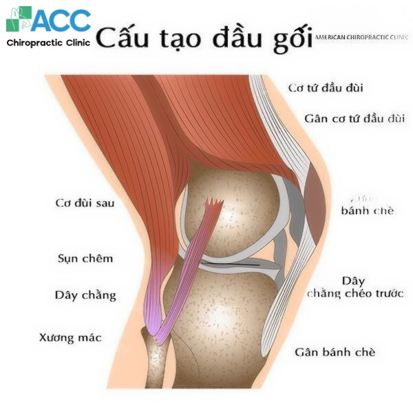 why knee laxity happens