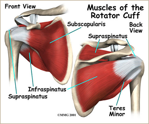 ACC English | Shoulder pain - ACC